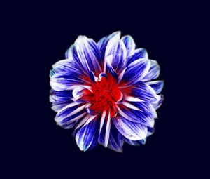 Preview wallpaper flower, bud, petals, purple, red
