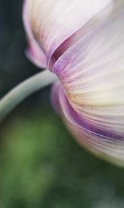 Preview wallpaper flower, bud, petals, macro