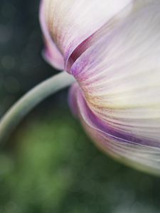 Preview wallpaper flower, bud, petals, macro