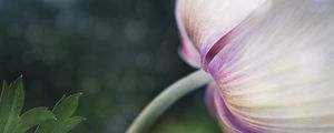 Preview wallpaper flower, bud, petals, macro