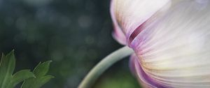 Preview wallpaper flower, bud, petals, macro