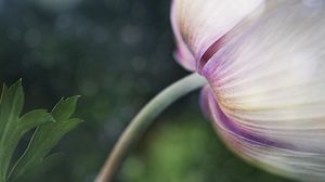 Preview wallpaper flower, bud, petals, macro