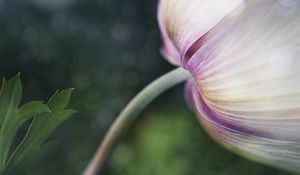 Preview wallpaper flower, bud, petals, macro