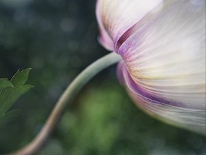 Preview wallpaper flower, bud, petals, macro