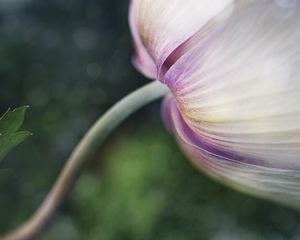 Preview wallpaper flower, bud, petals, macro