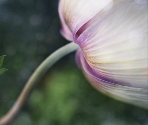 Preview wallpaper flower, bud, petals, macro