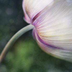 Preview wallpaper flower, bud, petals, macro