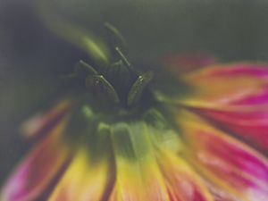 Preview wallpaper flower, bud, petals, macro, stem