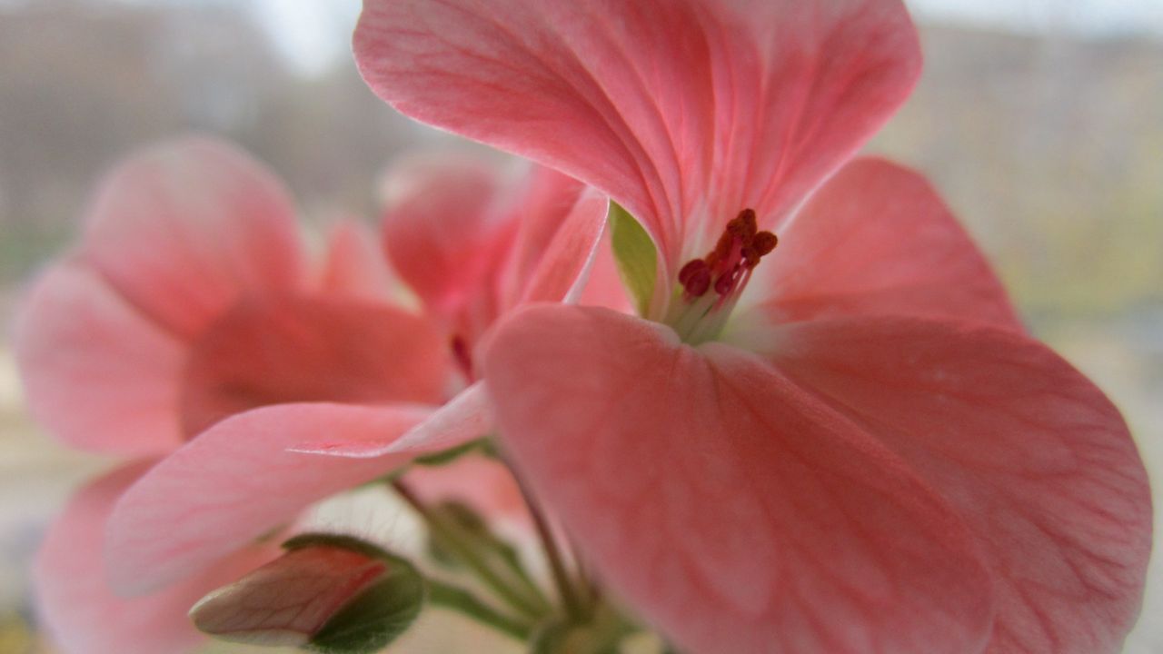 Wallpaper flower, bud, petals, pink