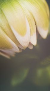 Preview wallpaper flower, bud, petals, macro, blur