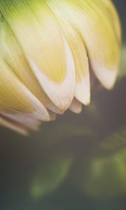 Preview wallpaper flower, bud, petals, macro, blur