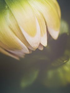 Preview wallpaper flower, bud, petals, macro, blur