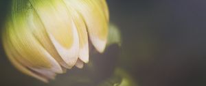 Preview wallpaper flower, bud, petals, macro, blur