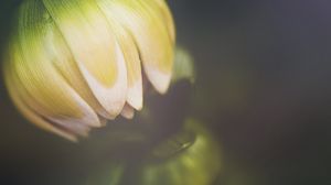 Preview wallpaper flower, bud, petals, macro, blur