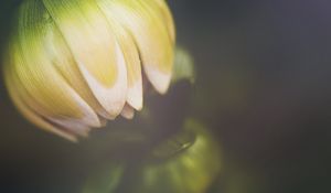 Preview wallpaper flower, bud, petals, macro, blur