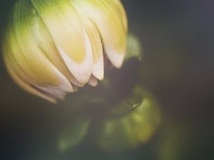 Preview wallpaper flower, bud, petals, macro, blur