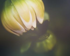 Preview wallpaper flower, bud, petals, macro, blur