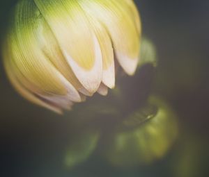 Preview wallpaper flower, bud, petals, macro, blur