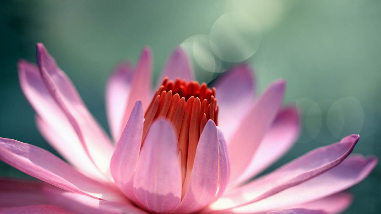 Wallpaper flower, bud, petals, pink