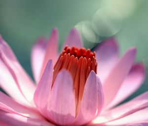 Preview wallpaper flower, bud, petals, pink