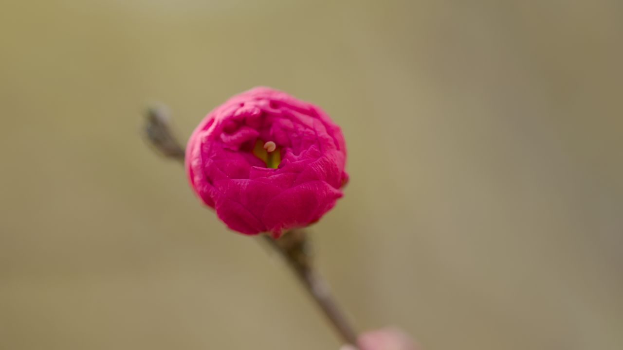 Wallpaper flower, bud, pink, branch, blur