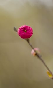 Preview wallpaper flower, bud, pink, branch, blur