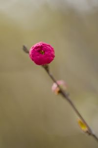 Preview wallpaper flower, bud, pink, branch, blur