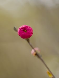 Preview wallpaper flower, bud, pink, branch, blur