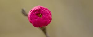 Preview wallpaper flower, bud, pink, branch, blur