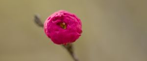 Preview wallpaper flower, bud, pink, branch, blur