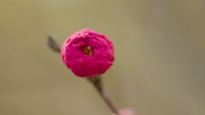 Preview wallpaper flower, bud, pink, branch, blur