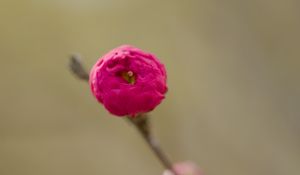 Preview wallpaper flower, bud, pink, branch, blur