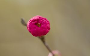 Preview wallpaper flower, bud, pink, branch, blur