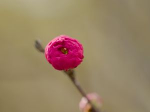 Preview wallpaper flower, bud, pink, branch, blur