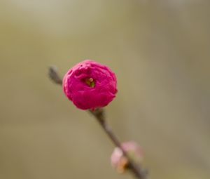 Preview wallpaper flower, bud, pink, branch, blur