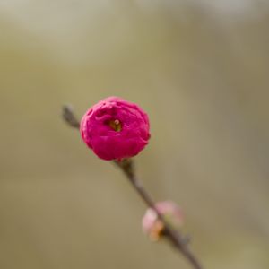 Preview wallpaper flower, bud, pink, branch, blur