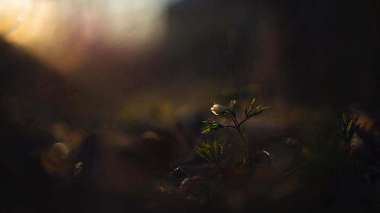 Wallpaper flower, bud, plants, leaves, dark