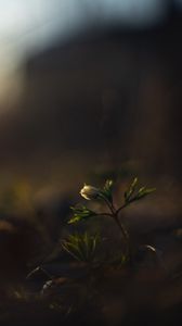 Preview wallpaper flower, bud, plants, leaves, dark