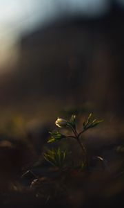 Preview wallpaper flower, bud, plants, leaves, dark