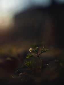 Preview wallpaper flower, bud, plants, leaves, dark