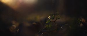 Preview wallpaper flower, bud, plants, leaves, dark