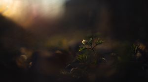 Preview wallpaper flower, bud, plants, leaves, dark