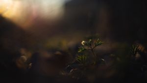 Preview wallpaper flower, bud, plants, leaves, dark