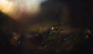 Preview wallpaper flower, bud, plants, leaves, dark