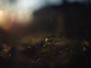 Preview wallpaper flower, bud, plants, leaves, dark
