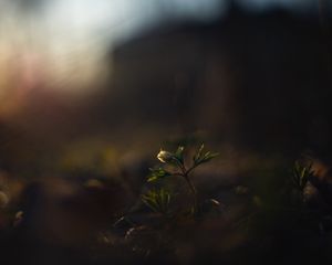 Preview wallpaper flower, bud, plants, leaves, dark