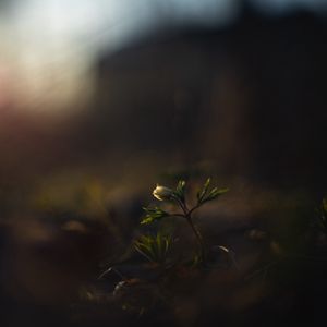 Preview wallpaper flower, bud, plants, leaves, dark