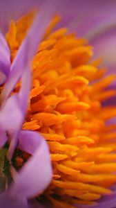 Preview wallpaper flower, bud, pollen, close-up