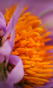 Preview wallpaper flower, bud, pollen, close-up