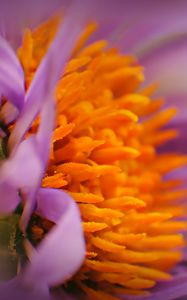 Preview wallpaper flower, bud, pollen, close-up